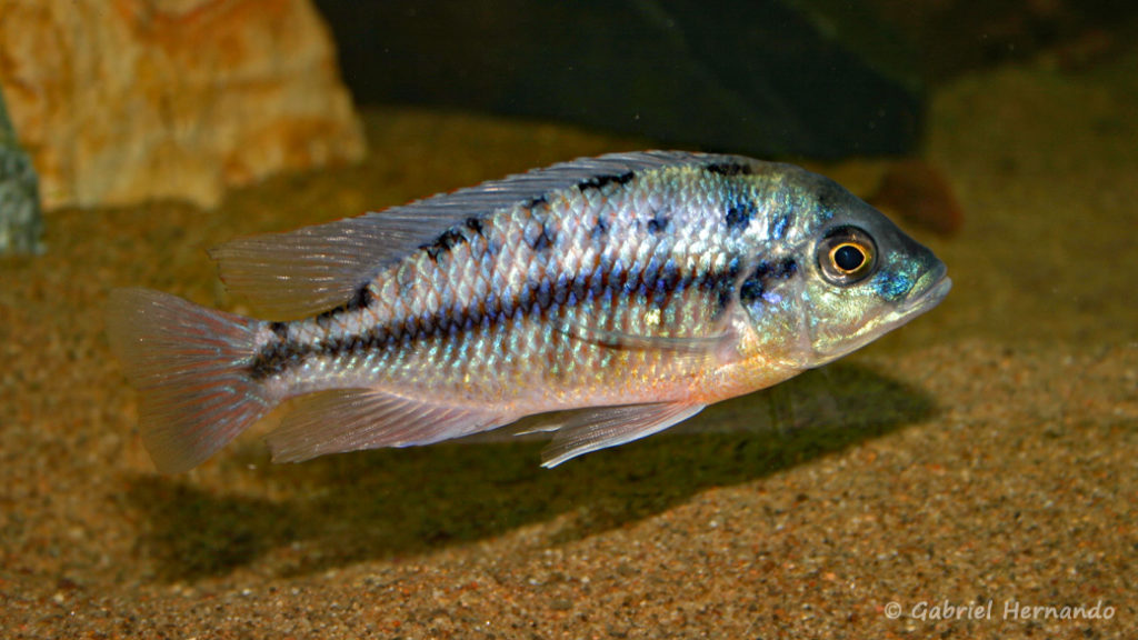 Protomelas taeniolatus, femelle de la variété de Namalenje (chez Gilles Garrier, décembre 2006)