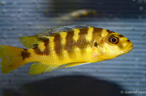 Pseudotropheus crabro (Abysse, février 2005)