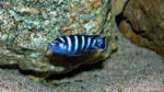 Chindongo demasoni (chez moi, juin 2000)