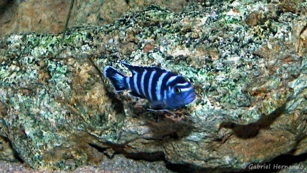 Pseudotropheus demasoni (chez moi, juin 2000)