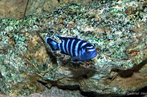 Pseudotropheus demasoni (chez moi, juin 2000)