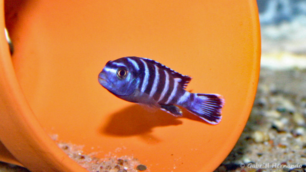 Chindongo demasoni (Veruijn Cichlids, octobre 2004)