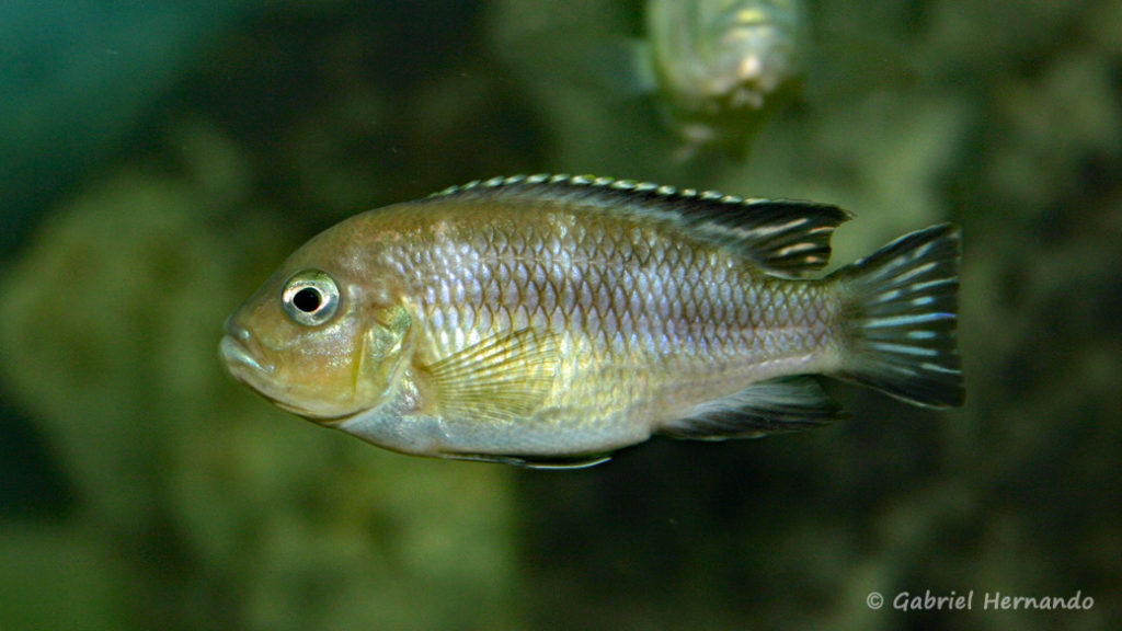 Maylandia ngarae, variété de Ngara (Club aquariophile de Vernon, juin 2004)