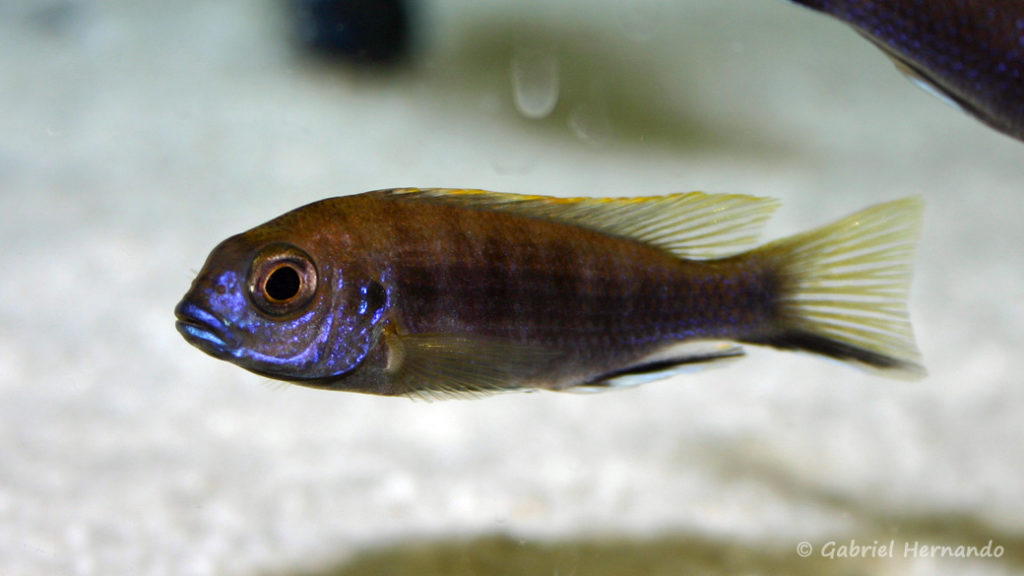 Pseudotropheus elegans, variété de Kasinda (Abysse, février 2005)