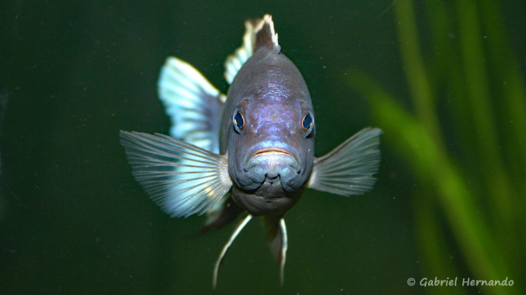 Pseudotropheus elegans, mâle de la variété de Ngara, (Club aquariophile de Vernon, juin 2004)