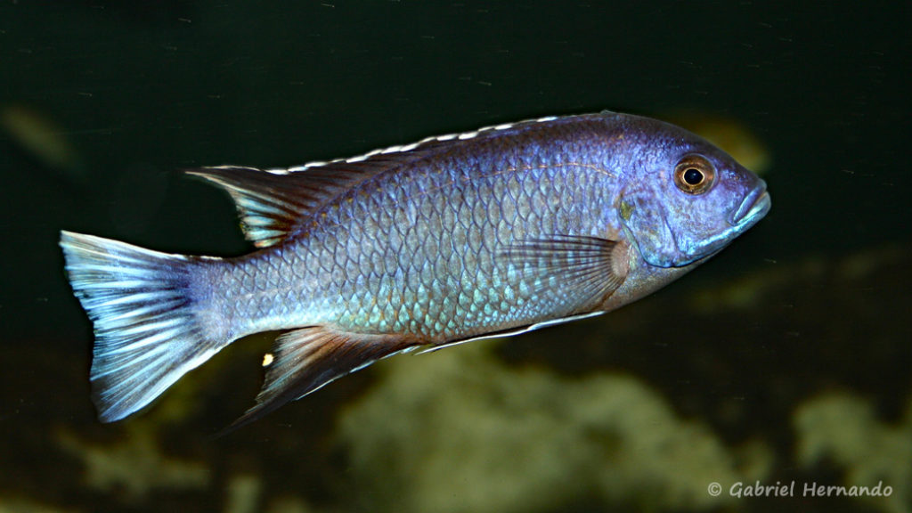 Pseudotropheus elegans, mâle de la variété de Ngara, (Club aquariophile de Vernon, juin 2004)