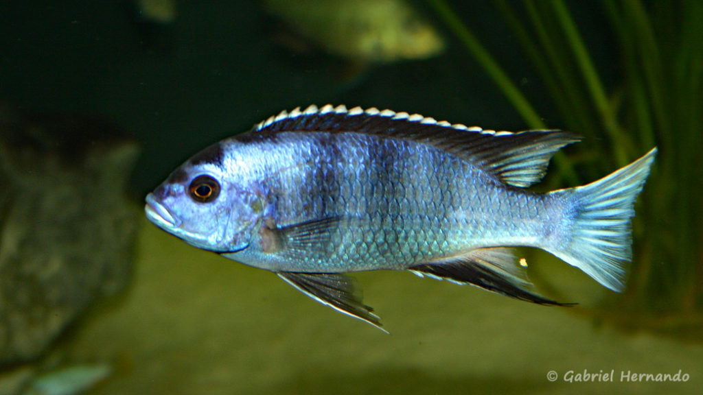 Pseudotropheus elegans, mâle de la variété de Ngara, (Club aquariophile de Vernon, juin 2004)