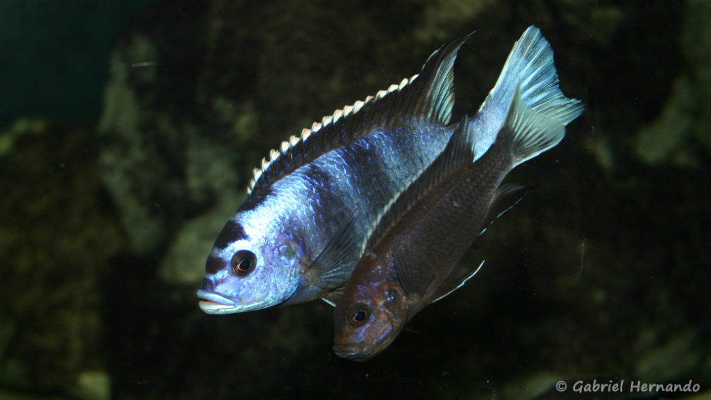 Pseudotropheus elegans, variété de Ngara, couple en parade avec femelle en incubation (Club aquariophile de Vernon, novembre 2004)