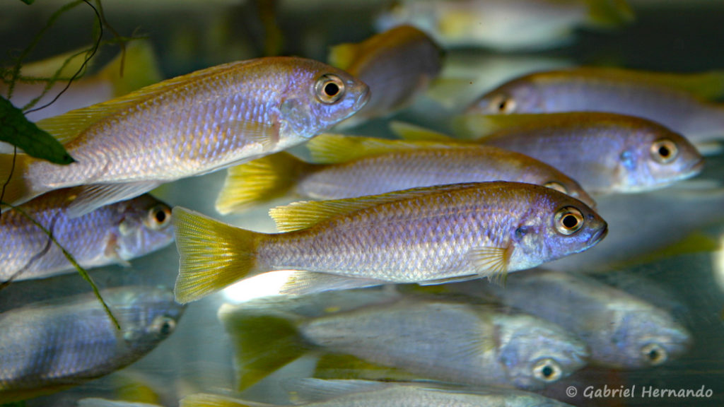 Pseudotropheus sp. "acei", variété de Msuli Point (Vichy, Congrès AFC 2004)