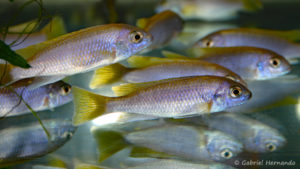 Pseudotropheus sp. "acei", variété de Msuli Point (Vichy, Congrès AFC 2004)