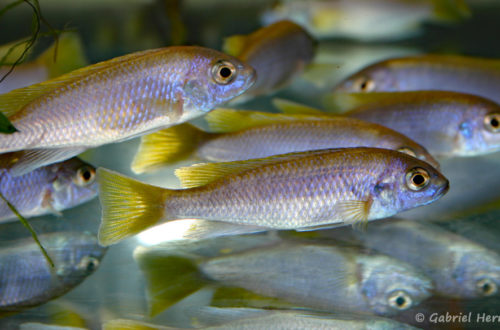 Pseudotropheus sp. "acei", variété de Msuli Point (Vichy, Congrès AFC 2004)