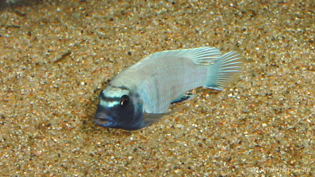 Pseudotropheus sp. "polit" (chez moi, mais 2005)