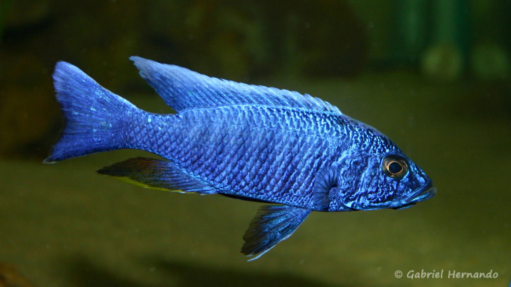 Sciaenochromis fryeri, mâle (chez moi, août 2004)