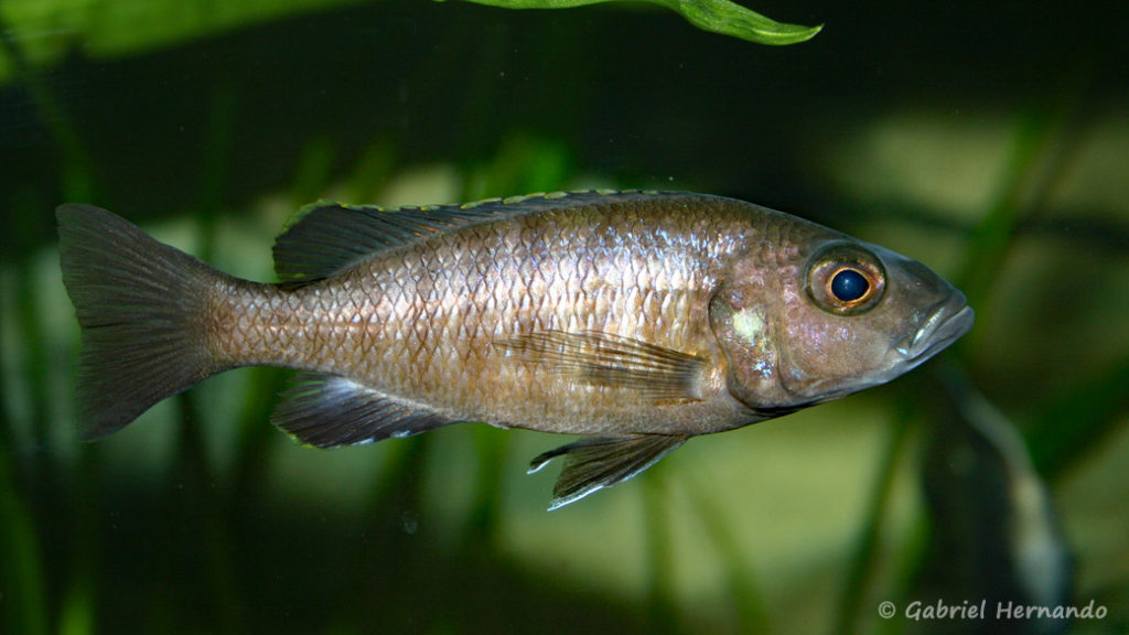 Sciaenochromis fryeri, femelle (chez moi, août 2004)