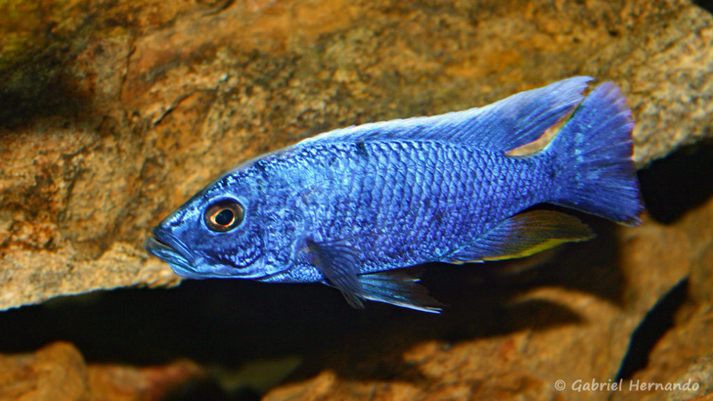 Sciaenochromis fryeri, mâle (chez moi, août 2004)