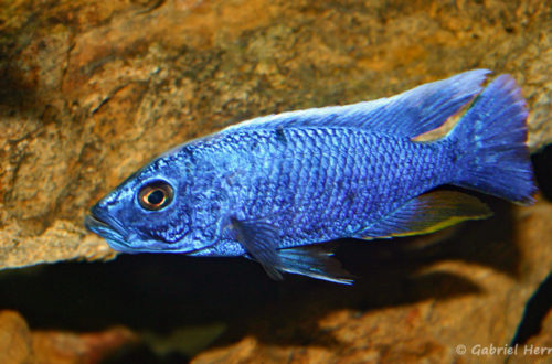 Sciaenochromis fryeri, mâle (chez moi, août 2004)