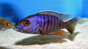 Stigmatochromis modestus (Abysse, février 2005)