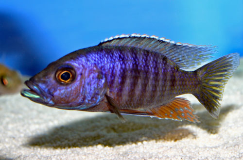 Stigmatochromis modestus (Abysse, février 2005)