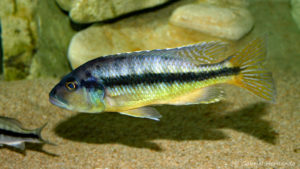 Taeniochromis holotaenia, mâle (chez moi, janvier 2007)