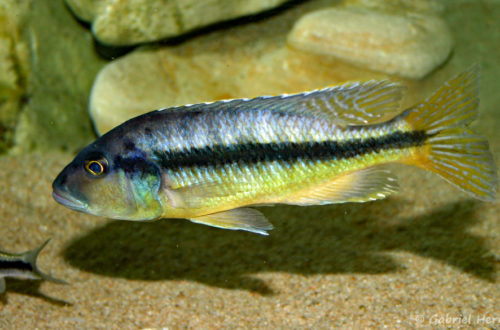 Taeniochromis holotaenia, mâle (chez moi, janvier 2007)