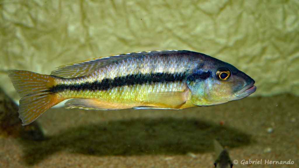 Taeniochromis holotaenia, mâle (chez moi, janvier 2007)