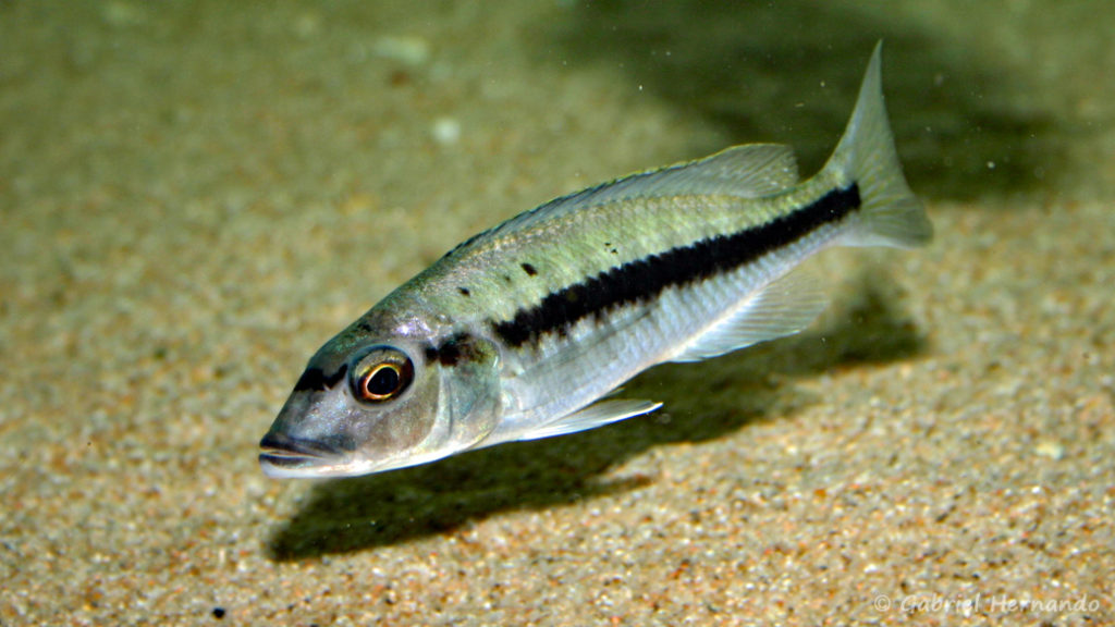 Taeniochromis holotaenia, femelle (chez moi, janvier 2007)