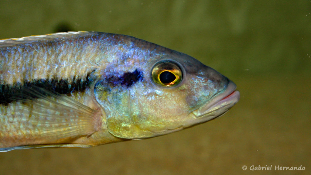 Taeniochromis holotaenia, mâle (chez moi, février 2007)