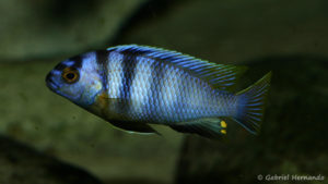 Tropheops microstoma, variété de Otter Point (Club aquariophile de Vernon, juin 2008)