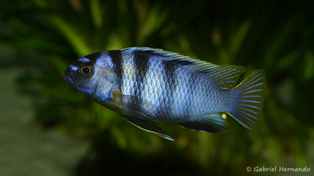 Tropheops microstoma, variété de Otter Point (Club aquariophile de Vernon, avril 2004)