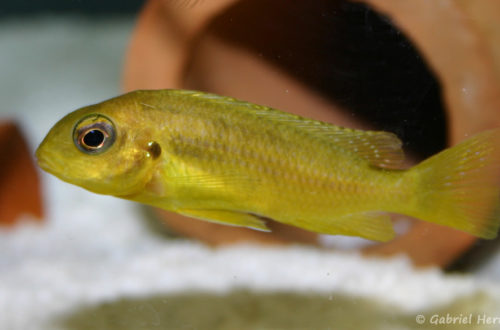 Tropheops sp. "Chitimba", jeune spécimen (Abysse, février 2005)