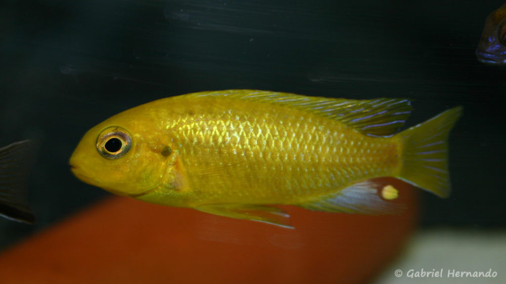 Tropheops sp. "Chitimba", jeune spécimen (Abysse, février 2005)