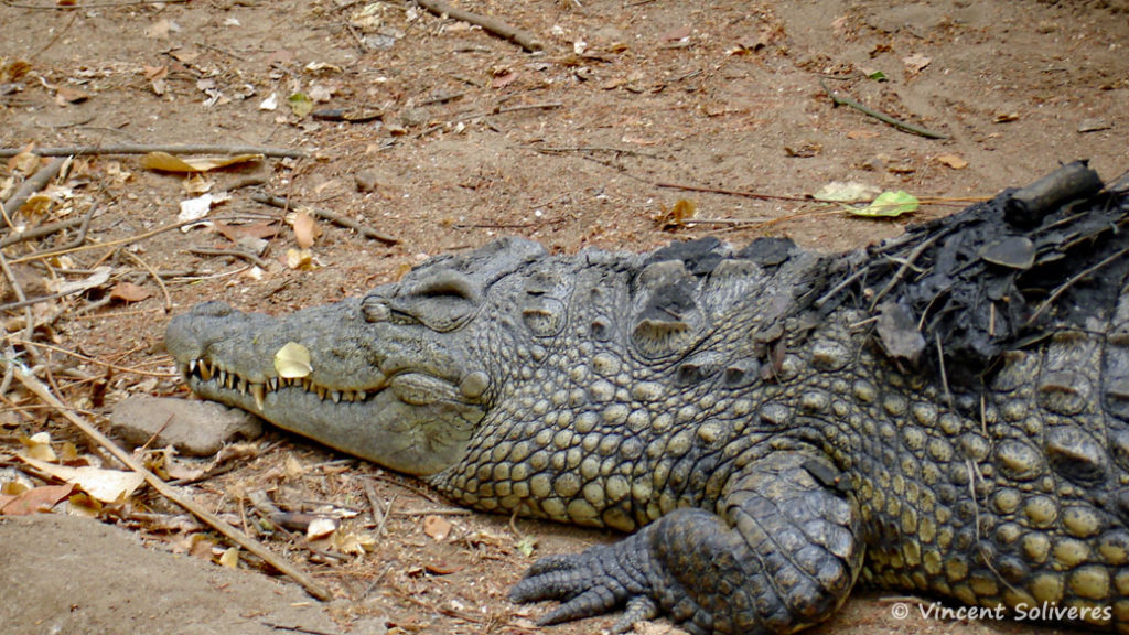 Crocodylus niloticus, in situ à Mua