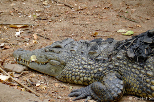 Crocodylus niloticus, in situ à Mua