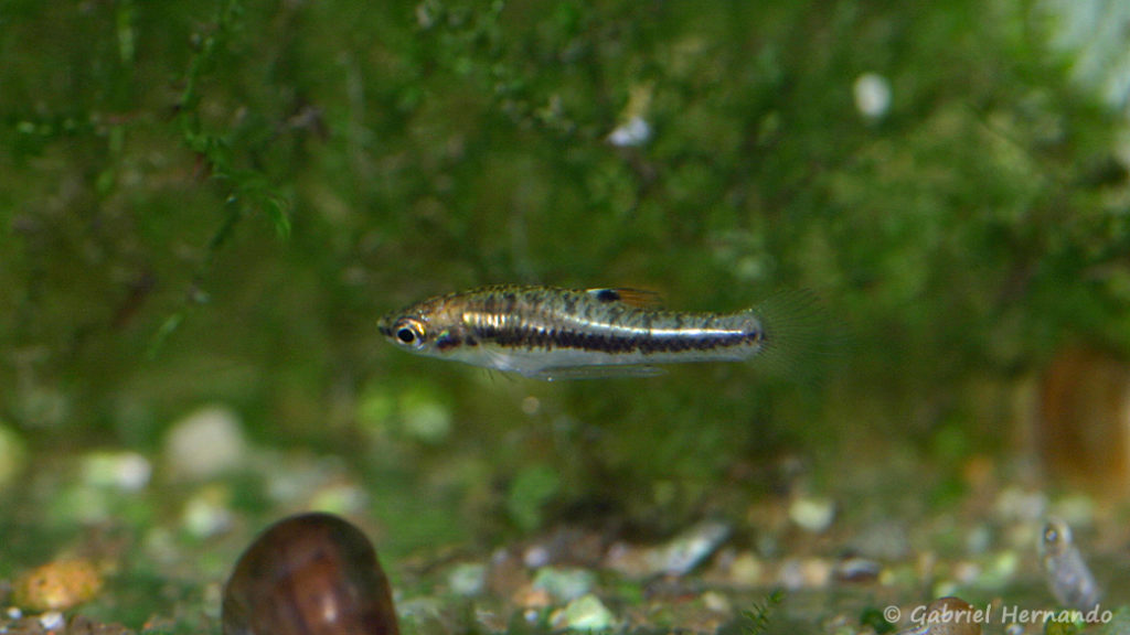 Heterandria formosa, mâle (Club aquariophile de Vernon, décembre 2007)