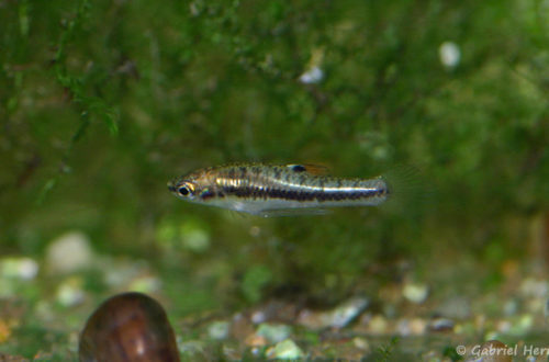 Heterandria formosa, mâle (Club aquariophile de Vernon, décembre 2007)