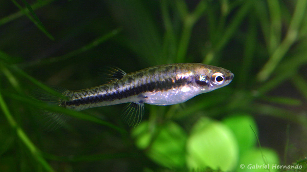 Heterandria formosa, femelle (Club aquariophile de Vernon, décembre 2007)