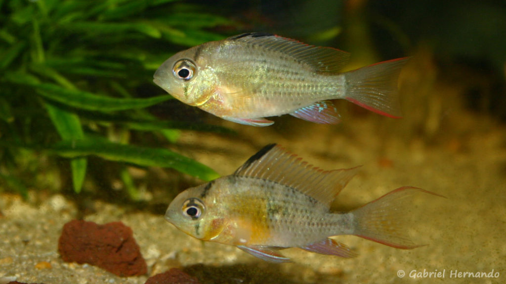 Mikrogeophagus altispinosus (chez Estelle, juillet 2007)