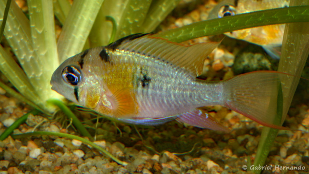 Mikrogeophagus altispinosus (Club aquariophile de Vernon, septembre 2009)