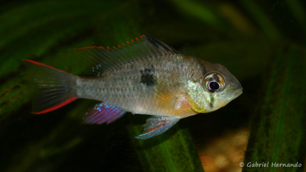 Mikrogeophagus altispinosus (Club aquariophile de Vernon, juillet 2008)