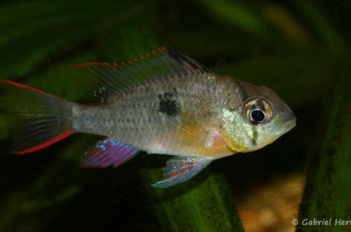 Mikrogeophagus altispinosus (Club aquariophile de Vernon, juillet 2008)