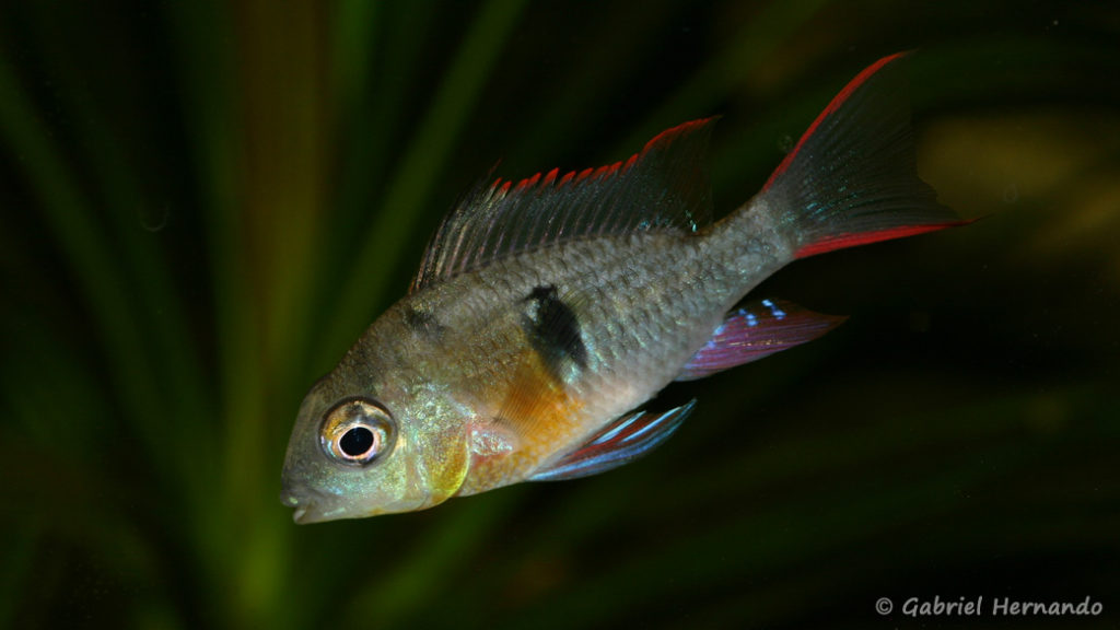 Mikrogeophagus altispinosus (Club aquariophile de Vernon, janvier 2008)