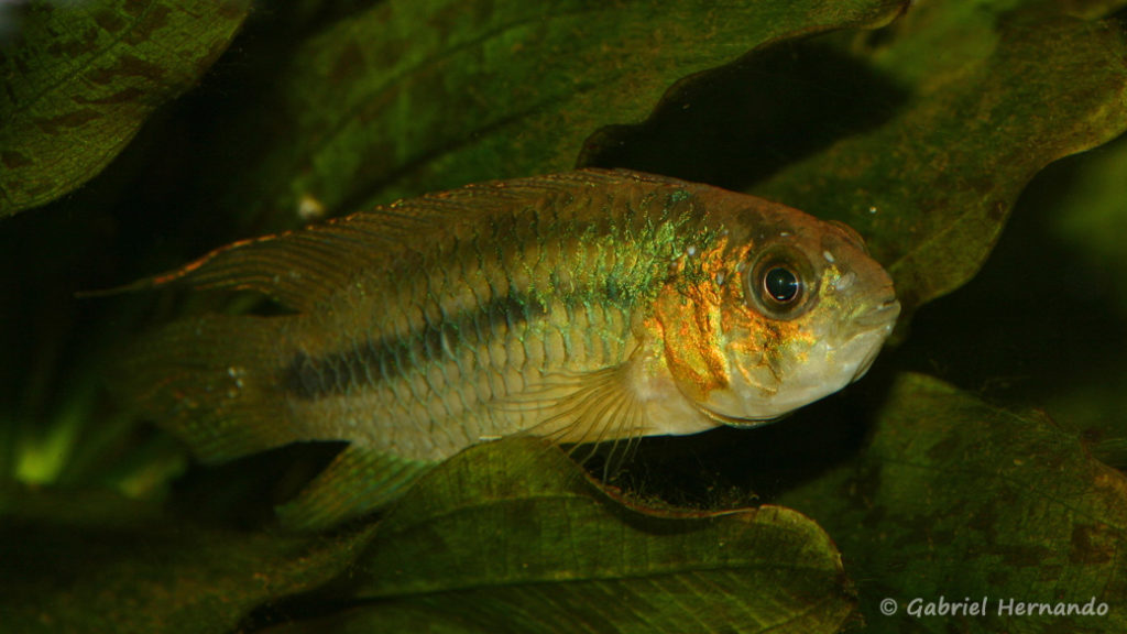 Nannacara aureocephalus (Club aquariophile de Vernon, janvier 2008)