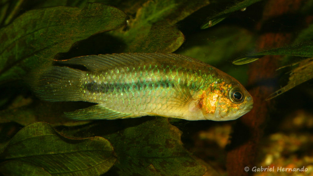 Nannacara aureocephalus (Club aquariophile de Vernon, janvier 2008)