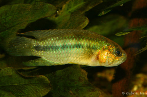 Nannacara aureocephalus (Club aquariophile de Vernon, janvier 2008)