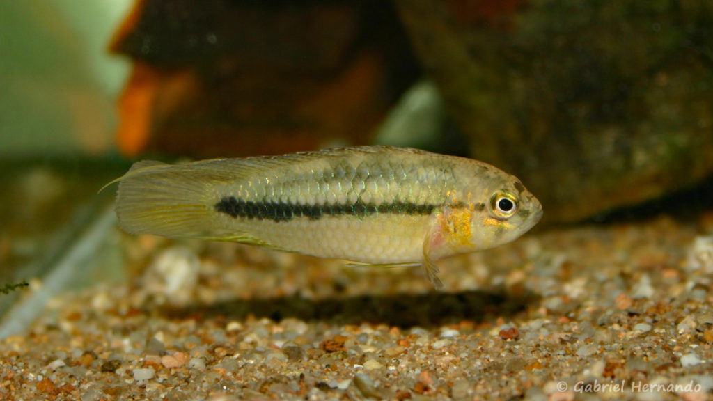 Nannacara aureocephalus (Club aquariophile de Vernon, décembre 2004)