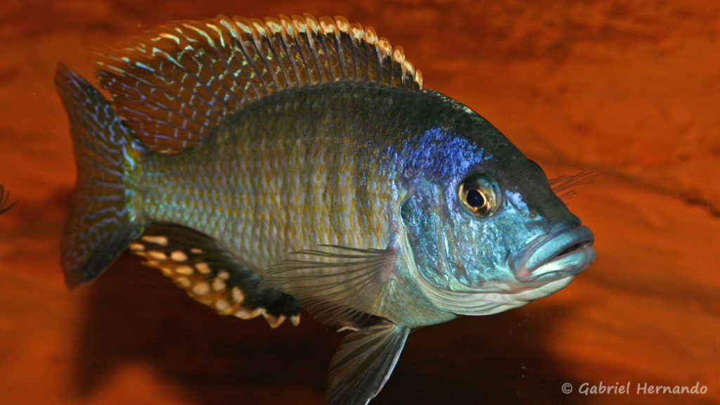 Otopharynx tetratigma mâle (chez Gilles Garrier, janvier 2008)