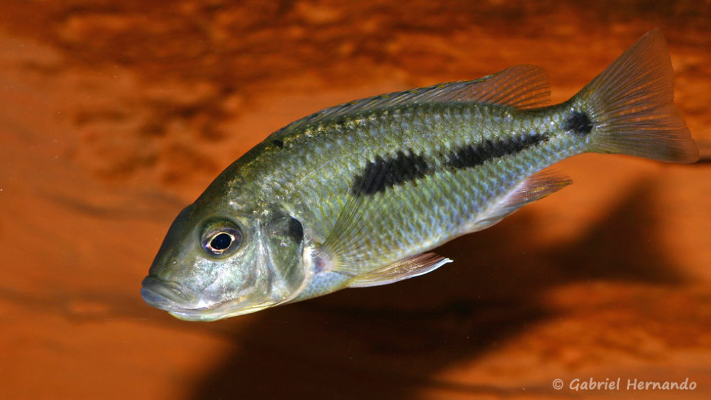 Otopharynx tetratigma femelle en incubation (chez Gilles Garrier, janvier 2008)