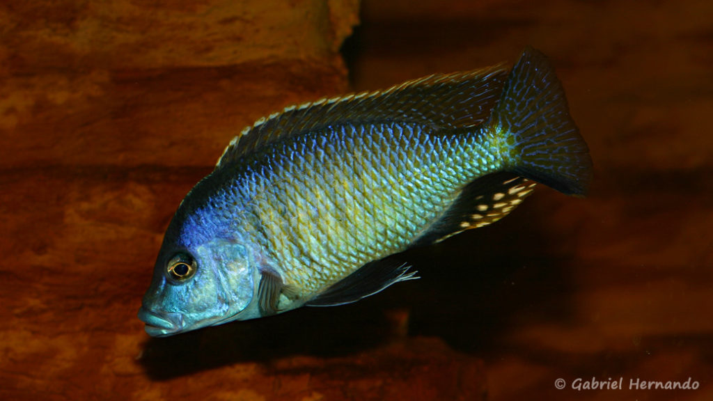 Otopharynx tetratigma mâle (chez Gilles Garrier, mars 2008)