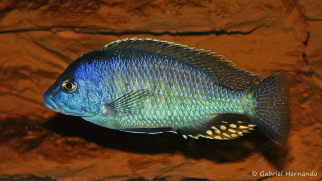 Otopharynx tetratigma mâle (chez Gilles Garrier, janvier 2008)