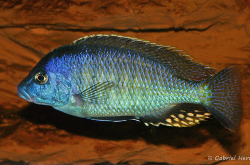 Otopharynx tetratigma mâle (chez Gilles Garrier, janvier 2008)